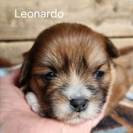 Leonardo - Red male Lhasa Apso puppy in Jefferson, New York from Absolute Lhasa Love