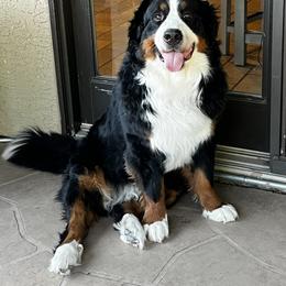 Bernese Mountain Dog All Grown Up from Copper Star Bernese Mountain Dogs