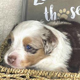 Miniature American Shepherd Puppies from Gulf Coast Minis