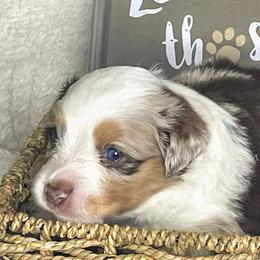 Miniature American Shepherd Puppies from Gulf Coast Minis