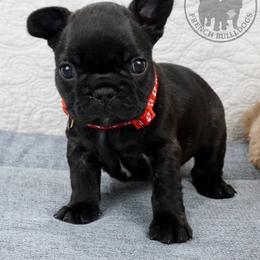 Girl 4 - Brindle female French Bulldog puppy in Schaumburg, Illinois from A & B French Bulldogs