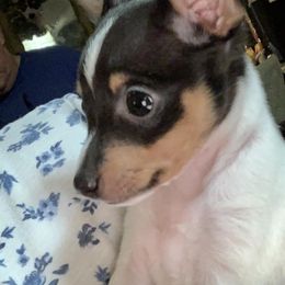 Toy Fox Terrier Puppies from Johnfox Toy Fox Terriers