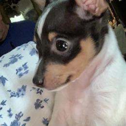 Toy Fox Terrier Puppies from Johnfox Toy Fox Terriers