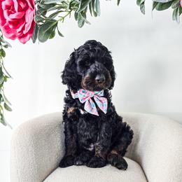 Atticus - Phantom male Bernedoodle puppy in Gaylord, Michigan from Dog Mom Co. Doodles