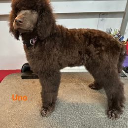 Uno - Brown Poodle puppy in Berea, Kentucky from Legacy Poodles