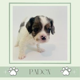 Paden - Merle male Cavapoo puppy in Oak Island, North Carolina from Double Doodle Aussiedoodle