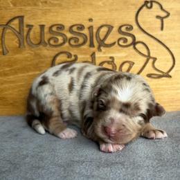 Luke - Red merle male Australian Shepherd puppy in Tuftonboro, New Hampshire from Aussies Edge Farm