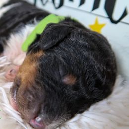 Bernedoodle Puppies from Atomic City Doodles