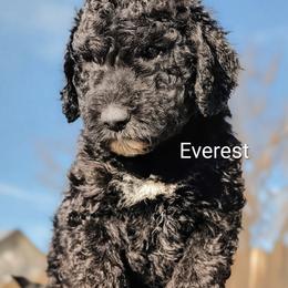 Goldendoodle Puppies from Houservillekennels