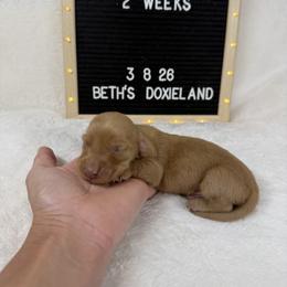 Brian - Cream male Dachshund puppy in Dickinson, Texas from Beth’s Doxieland
