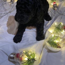 Goldendoodle Puppies from 4F Farms