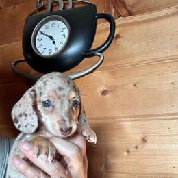 Girl 3 - Dapple female Dachshund puppy in Cheyenne, Wyoming from Great Basin Hounds