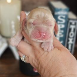 Amulet (Red Collar) - Buff and white female Cocker Spaniel puppy in Mocksville, North Carolina from Hunting Creek Kennels & Farm