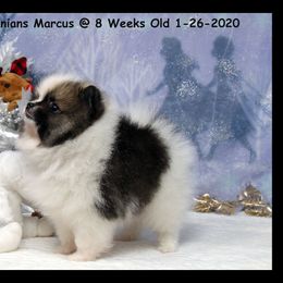 Pomeranian Puppies from Port Bee Pomeranian’s