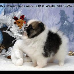 Pomeranian Puppies from Port Bee Pomeranian’s