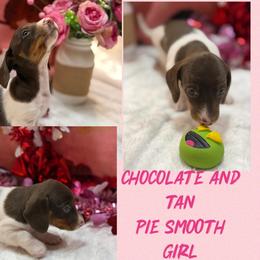 Choc and tan pie - Chocolate and tan female Dachshund puppy in Lakeland, Florida from Berry Dachshunds