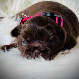 Shih Tzu Puppies from Savage Elegance Texas