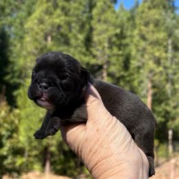 Jr mint - Black tri-color male Bulldog puppy in Wolf Creek, Oregon from Dejah Bleu Bulldogs
