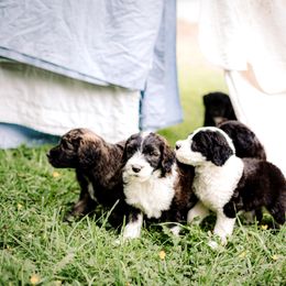 Sheepadoodle Puppies from Life Unleashed Farm