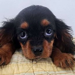 Benedict - Black and tan Cavalier King Charles Spaniel puppy in Cleveland, North Carolina from Rose and Crown Cavaliers