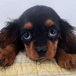 Benedict - Black and tan Cavalier King Charles Spaniel puppy in Cleveland, North Carolina from Rose and Crown Cavaliers