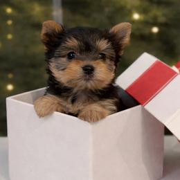 Lylu - Black and gold female Yorkshire Terrier puppy in Glendale, California from Los Angeles Teacup Yorkie