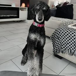 Eyes - Goldendoodle