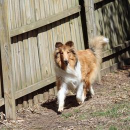 Collie All Grown Up from Garlind Ridge Collies