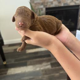 Light blue collar boy - Red  male Poodle puppy in Riverside, California from Riverside red poodles