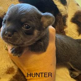 Hunter - Blue and tan male Chihuahua puppy in Brooklyn, Connecticut from Ladybug Chihuahuas