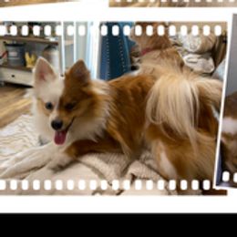 Britney - Pomeranian