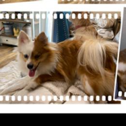 Britney - Pomeranian