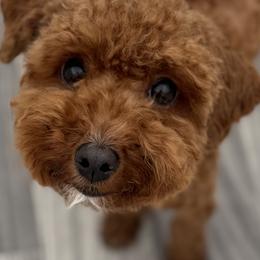 Blossy - Poodle