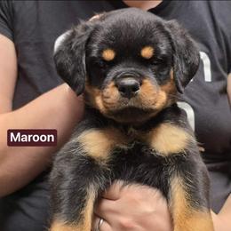 Girl 1 - Black and mahogany female Rottweiler puppy in Hamburg, New York from World Class Rottweilers And French bulldogs