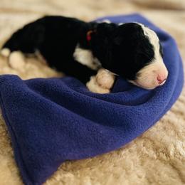 Sequoia- Female Reservation 5 - Black and white female Sheepadoodle puppy in Spokane, Washington from Downriver Doodles