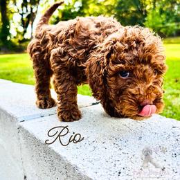 Rio - Red  male Goldendoodle puppy in Birmingham, Alabama from Ivy’s Doodles