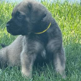 Loretta - Fawn female Mastiff puppy in Sioux Falls, South Dakota from Clearbrook Mastiffs