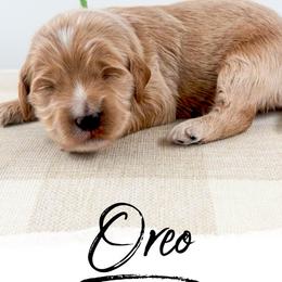 Oreo - Apricot male Goldendoodle puppy in Hollister, Missouri from Wild Acres Goldendoodles