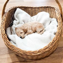 Darin - Apricot male Cavapoo puppy in Waco, Texas from Good Shepherd Homestead