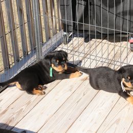Rottweiler Puppies from Flusstal Rottweilers