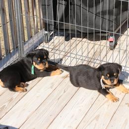 Rottweiler Puppies from Flusstal Rottweilers