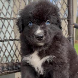 Cottontail - Black & white male Australian Shepherd puppy in Windsor, New York from Double B Aussies
