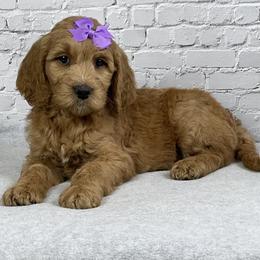 Girl 2 - female Goldendoodle puppy in Millersburg, Ohio from Ohio Puppy Paws