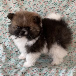 Pomeranian Puppies from Puppy Zen Den