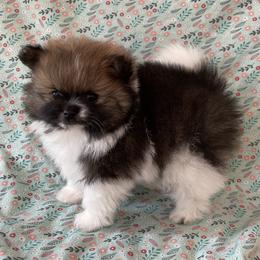 Pomeranian Puppies from Puppy Zen Den