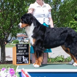 Bernese Mountain Dogs from Tenacity Bernese Mountain Dogs