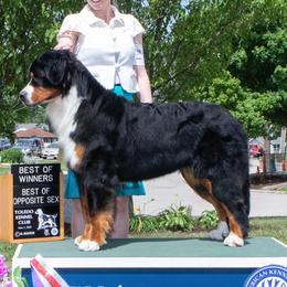 Bernese Mountain Dogs from Tenacity Bernese Mountain Dogs