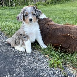 Aussiedoodle Puppies from A Dose Of Doodle