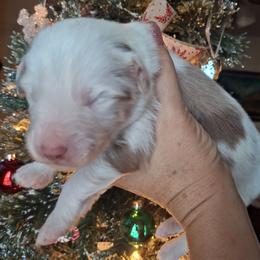 Finn - Red merle male Miniature Australian Shepherd puppy in Copperas Cove, Texas from Aussies Acre
