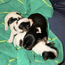 Yorkshire Terrier Puppies from Cassandra Lopez
